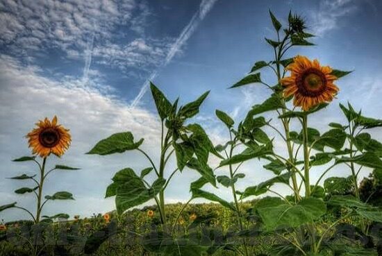 糖心app安装-探索糖心应用下载，智能生活的私人向导
